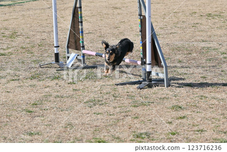 卡寧琴臘腸犬快樂奔跑 卡寧琴臘腸犬快樂奔跑 123716236