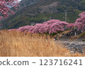 一排排櫻花樹和金黃色的色彩 123716241