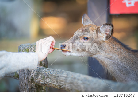 Deer in Nara Park eating deer rice crackers 123716248