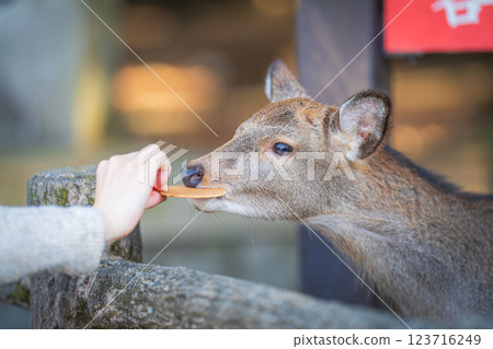 Deer in Nara Park eating deer rice crackers Deer in Nara Park eating deer rice crackers 123716249