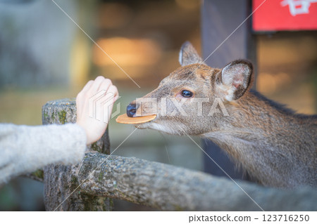 Deer in Nara Park eating deer rice crackers 123716250