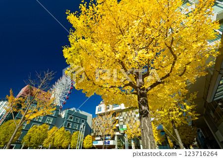 Kohoku New Town Center Yellow leaves of ginkgo biloba in the north Kohoku New Town Center Yellow leaves of ginkgo biloba in the north 123716264