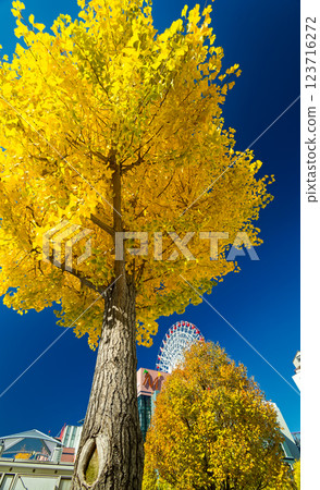 Kohoku New Town Center Yellow leaves of ginkgo biloba in the north 123716272