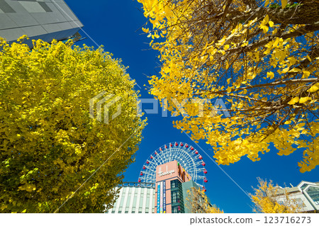 Kohoku New Town Center Yellow leaves of ginkgo biloba in the north 123716273