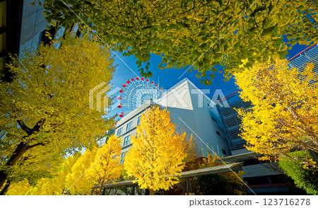 Kohoku New Town Center Yellow leaves of ginkgo biloba in the north 123716278