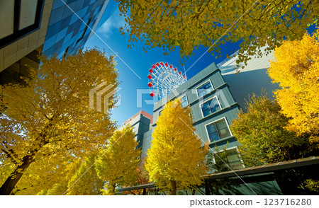 Kohoku New Town Center Yellow leaves of ginkgo biloba in the north 123716280