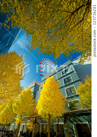 Kohoku New Town Center Yellow leaves of ginkgo biloba in the north 123716281