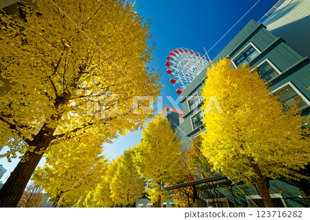 港北新城中心北部的銀杏葉黃葉 123716282