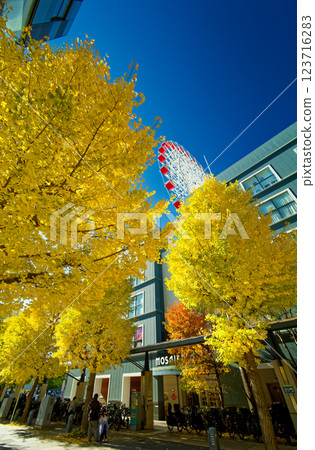 Kohoku New Town Center Yellow leaves of ginkgo biloba in the north 123716283