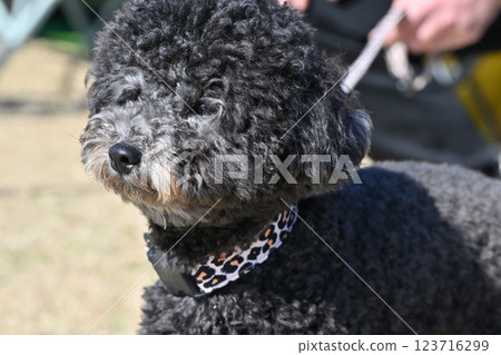 玩具貴賓犬臉部的特寫 玩具貴賓犬臉部的特寫 123716299