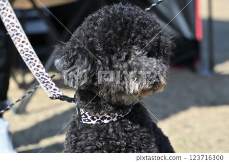 Close-up of a toy poodle's face Close-up of a toy poodle's face 123716300