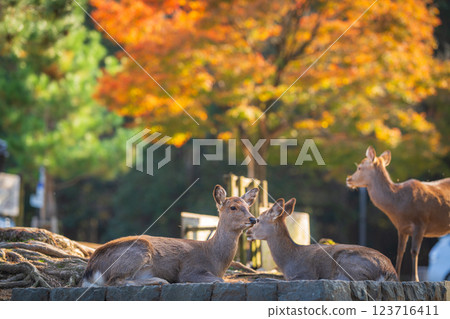 [秋] 奈良公園的鹿 [紅葉] 123716411