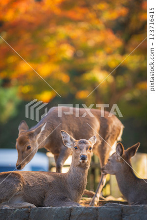 [Autumn] Deer in Nara Park [Autumn leaves] 123716415