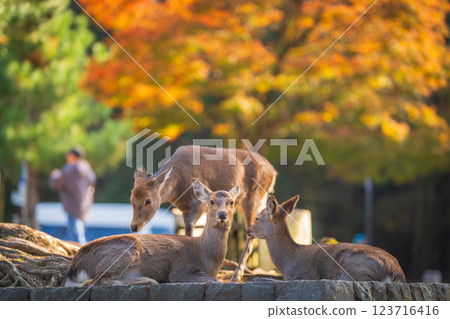 [秋] 奈良公園的鹿 [紅葉] 123716416