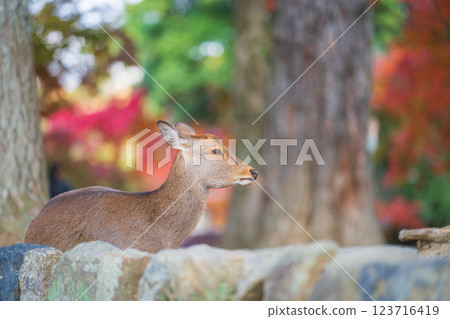 [Autumn] Deer in Nara Park [Autumn leaves] 123716419
