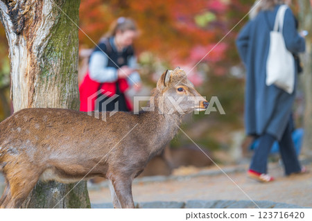 [Autumn] Deer in Nara Park [Autumn leaves] 123716420