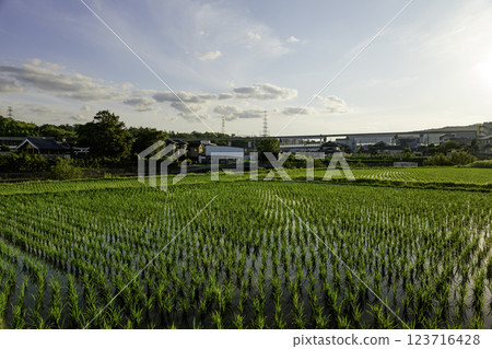 夏季黃昏的稻田景觀 夏季黃昏的稻田景觀 123716428