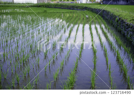 種植大量水稻,亞洲稻田,水稻種植 種植大量水稻,亞洲稻田,水稻種植 123716490
