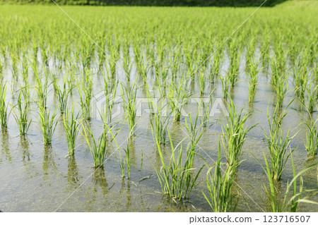 種植大量水稻,亞洲稻田,水稻種植 種植大量水稻,亞洲稻田,水稻種植 123716507