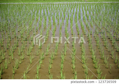 種植大量水稻,亞洲稻田,水稻種植 種植大量水稻,亞洲稻田,水稻種植 123716509