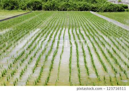 種植大量水稻,亞洲稻田,水稻種植 種植大量水稻,亞洲稻田,水稻種植 123716511