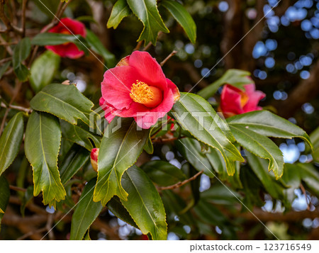 金魚葉山茶（Kingyoba camellia）[葉尖像金魚尾鰭一樣裂開的稀有品種] 123716549