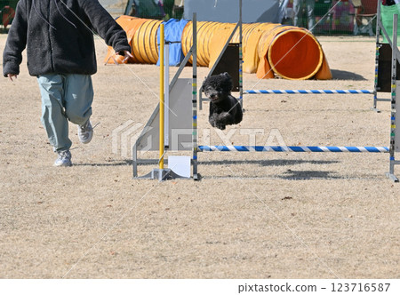 微笑著跳起來！ ！一隻玩具貴賓犬和它的女主人快樂地奔跑 123716587