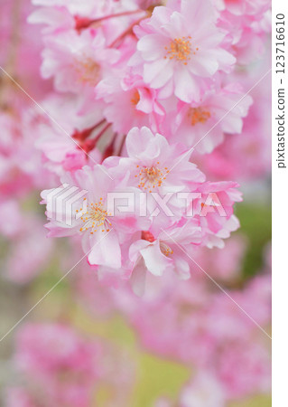 Cherry blossoms in full bloom, cherry blossoms, weeping cherry blossoms, weeping cherry blossoms, weeping cherry blossoms Cherry blossoms in full bloom, cherry blossoms, weeping cherry blossoms, weeping cherry blossoms, weeping cherry blossoms 123716610