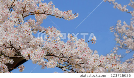 Cherry blossoms in full bloom and blue sky, Sakura background, Somei Yoshino 123716626
