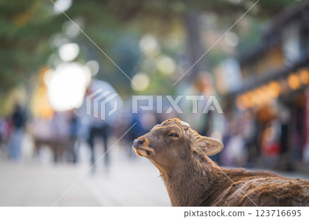 奈良公園的鹿 奈良公園的鹿 123716695