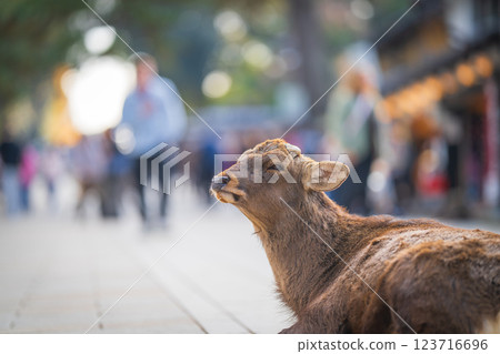 奈良公園的鹿 奈良公園的鹿 123716696