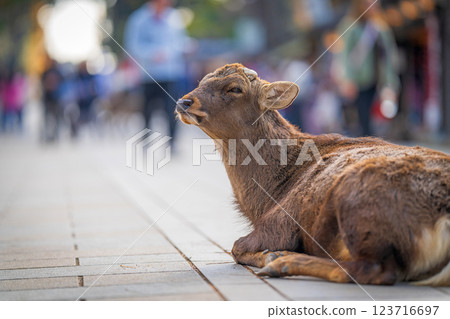 奈良公園的鹿 123716697