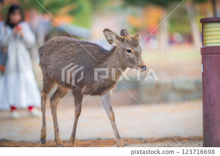 奈良公園的鹿 奈良公園的鹿 123716698