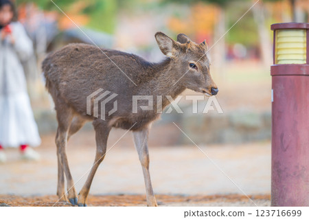 奈良公園的鹿 123716699