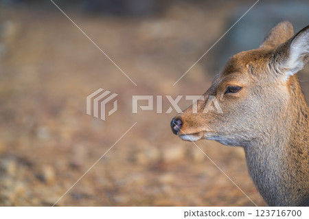 Deer in Nara Park 123716700