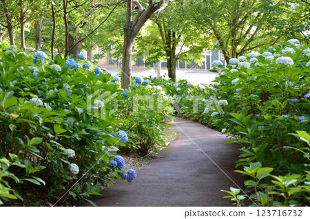 Hydrangea Season Hydrangea Season 123716732