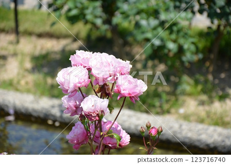 Hydrangea Season 123716740