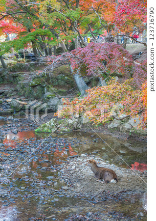 [紅葉] 秋天的奈良公園 123716790