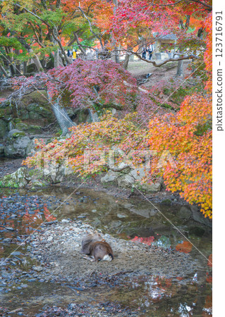 [Autumn leaves] Nara Park in autumn 123716791