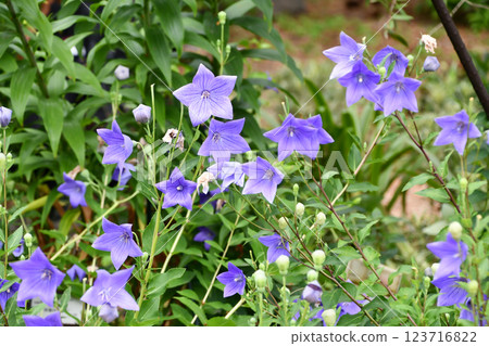 由翻譯提供支持 123716822