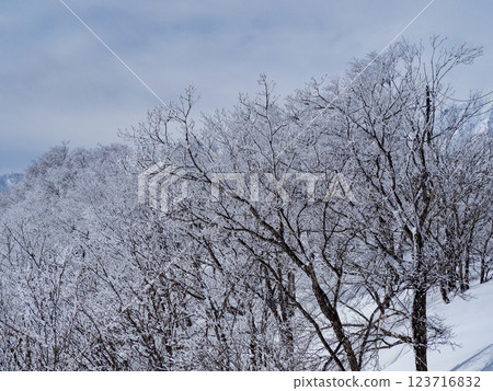 滑雪場滑雪場風景 白馬岩岳雪原 123716832