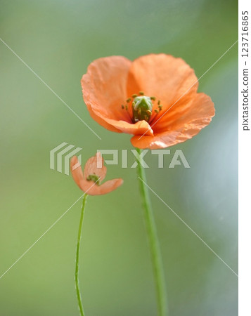 Poppy Poppy 123716865