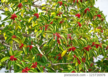 熬過冬季（春季 3 月）的日本銀葉紅莓 123716976