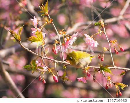 靜岡縣，河津櫻花和繡眼鳥，三月 123716980