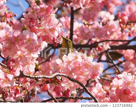 靜岡縣，河津櫻花和繡眼鳥，三月 123716982