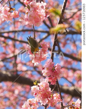 Shizuoka Prefecture, Kawazu cherry blossoms and Japanese white-eye, March Shizuoka Prefecture, Kawazu cherry blossoms and Japanese white-eye, March 123716983