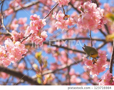 Shizuoka Prefecture, Kawazu cherry blossoms and Japanese white-eye, March Shizuoka Prefecture, Kawazu cherry blossoms and Japanese white-eye, March 123716984