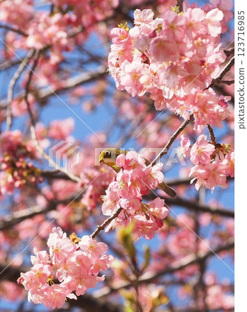 Shizuoka Prefecture, Kawazu cherry blossoms and Japanese white-eye, March 123716985