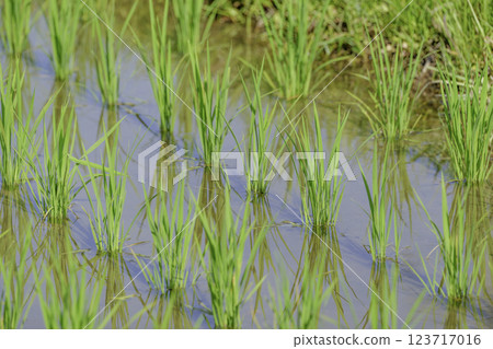 夏季稻田，稻苗特寫 123717016