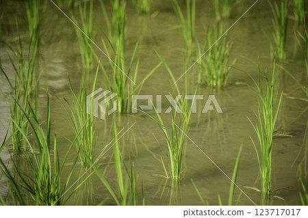 Summer rice field, close-up of rice seedlings Summer rice field, close-up of rice seedlings 123717017